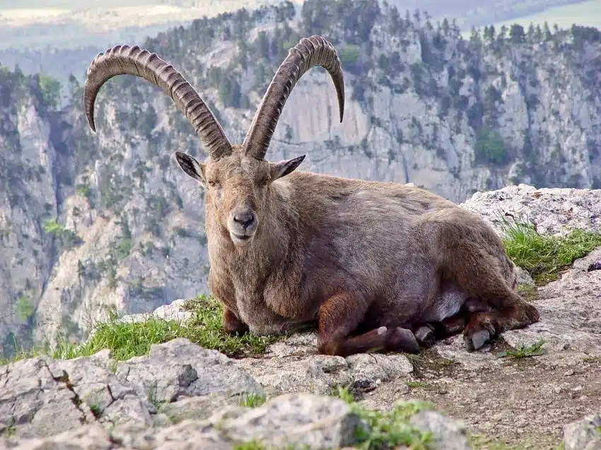 Pyrenean-Ibex extinct in year 2000