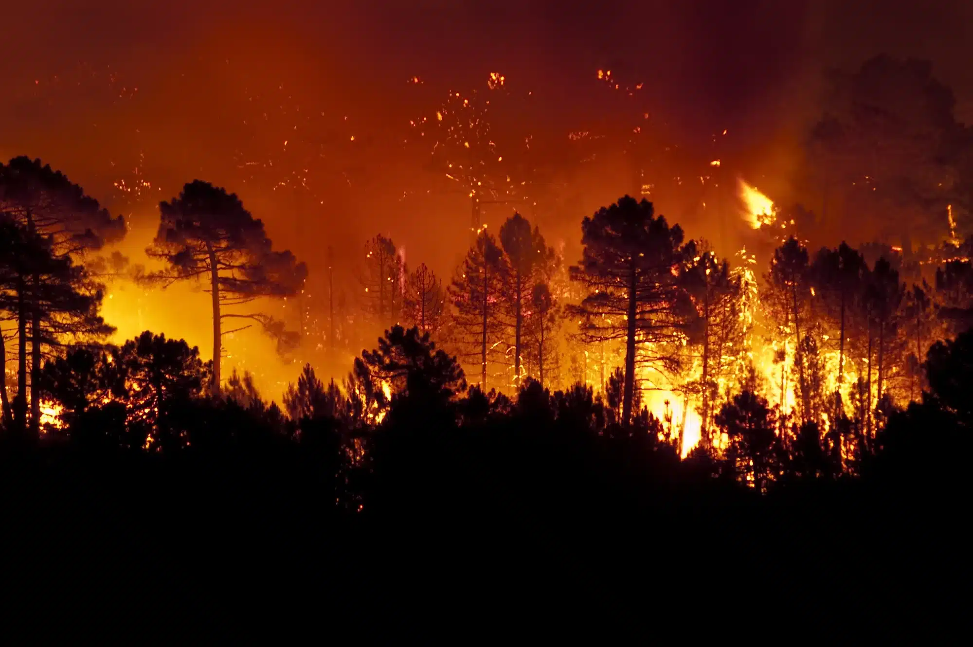 Forest fire, Pinus pinaster, Guadalajara (Spain)