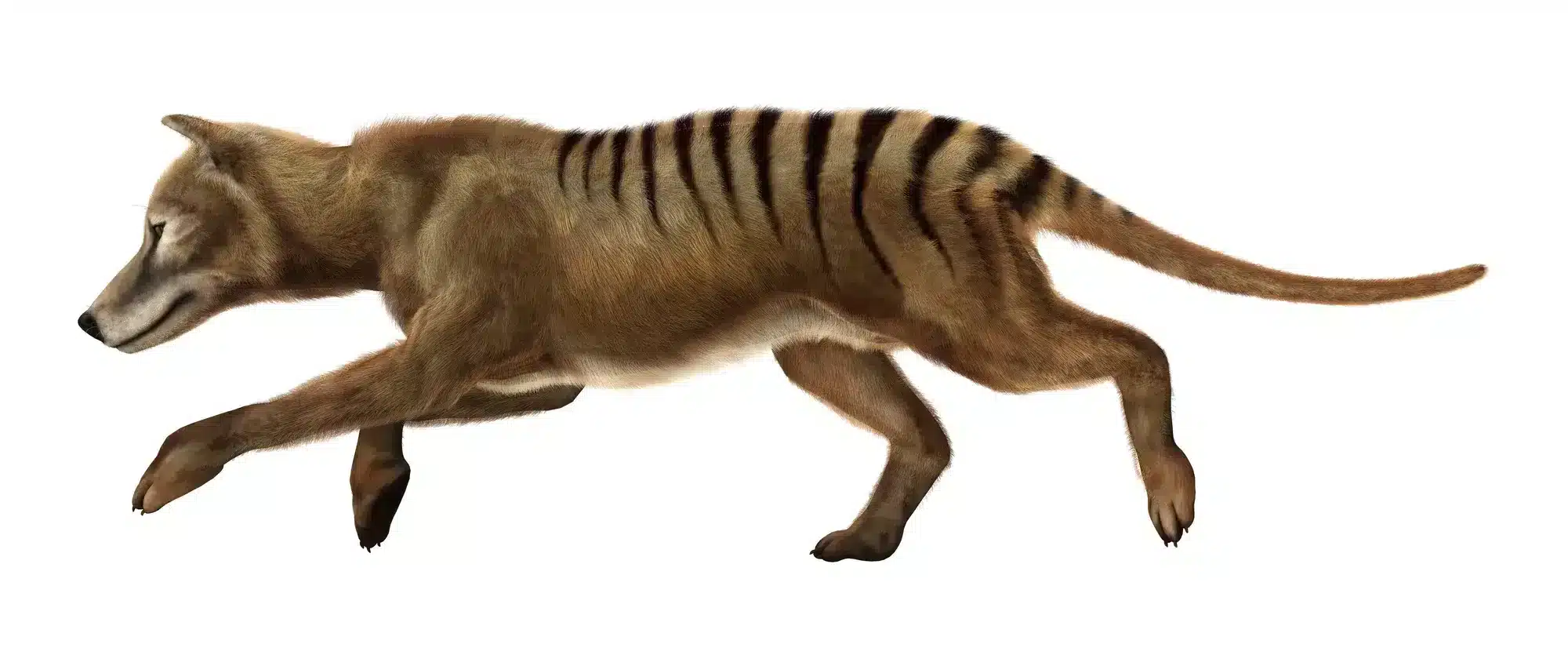 the-thylacine-was-a-carnivorous-marsupial-native-to-Tasmania-Australia