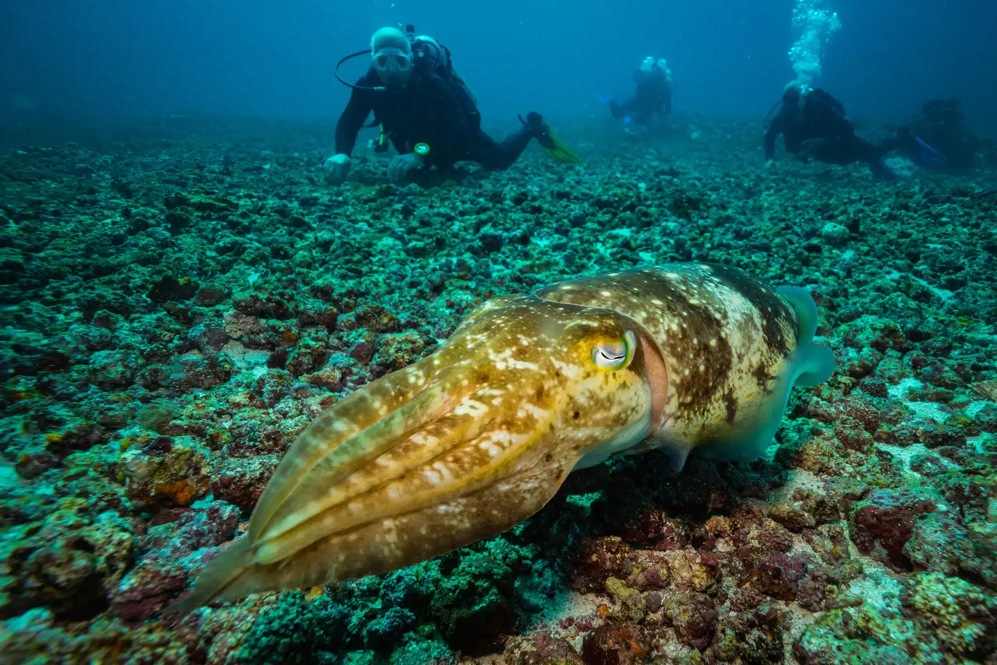 Cuttlefish with 8 arms and 2 tentacles on a reef in Komodo national park