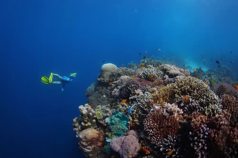 Young lady freediver exploring vivid coral reefs in a tropical sea. Philippines, Balikasag island