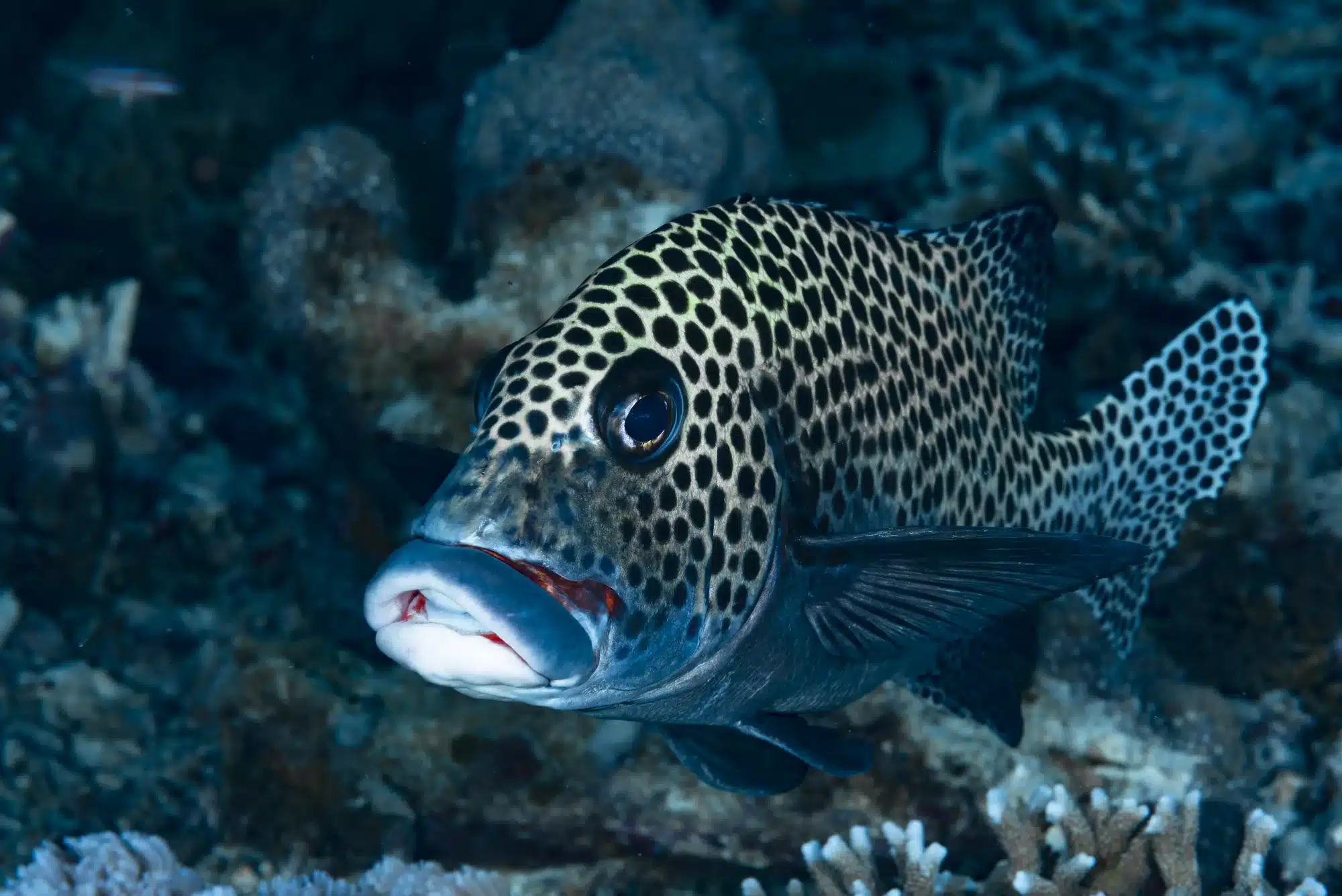 Many-Spotted Sweetlips Plectorhinchus chaetodonoides, Tubbataha