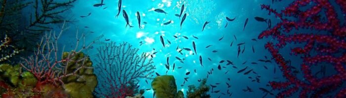 Tubbataha Reef, a UNESCO World Heritage Site in the Sulu Sea of the Philippines, is a natural wonder that beckons divers and adventurers.