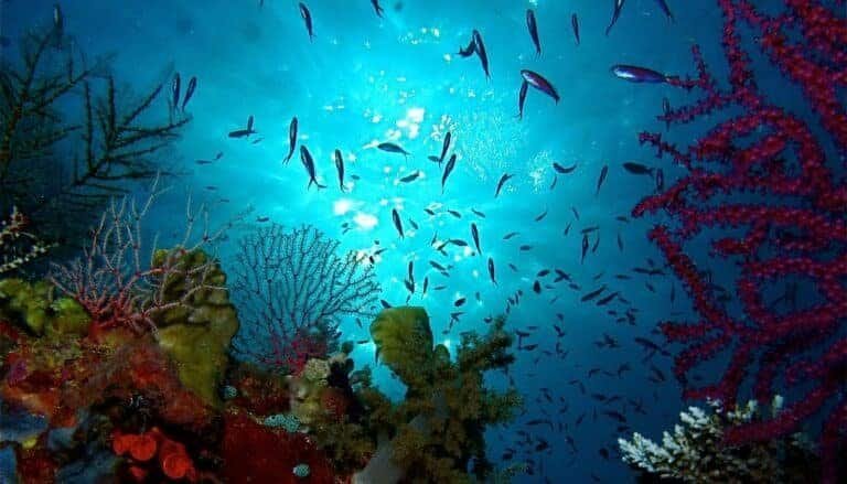 Tubbataha Reef, a UNESCO World Heritage Site in the Sulu Sea of the Philippines, is a natural wonder that beckons divers and adventurers.