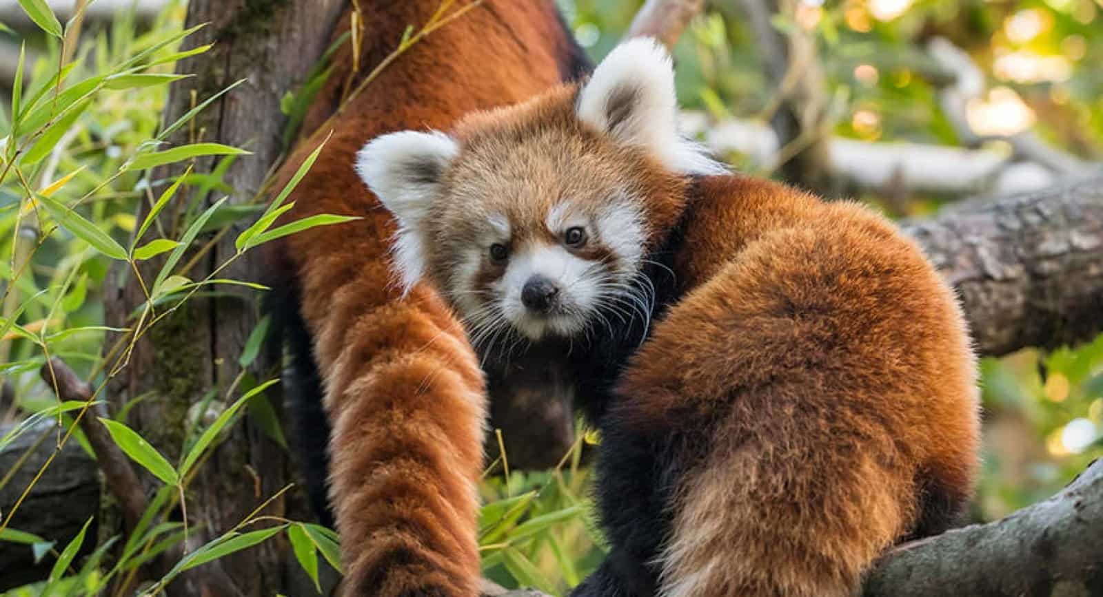 What are the most endangered animals in Asia, where do they live, and what is done to help them, can you visit and see them?