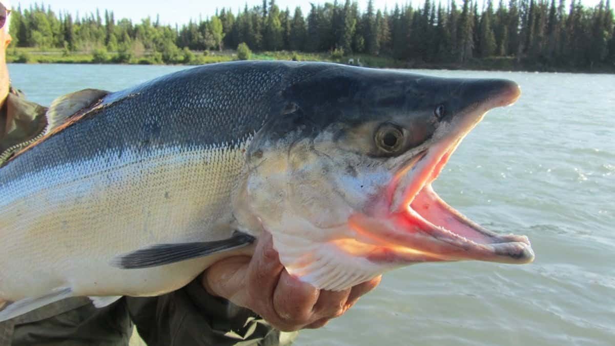 Fishing Holidays in Europe