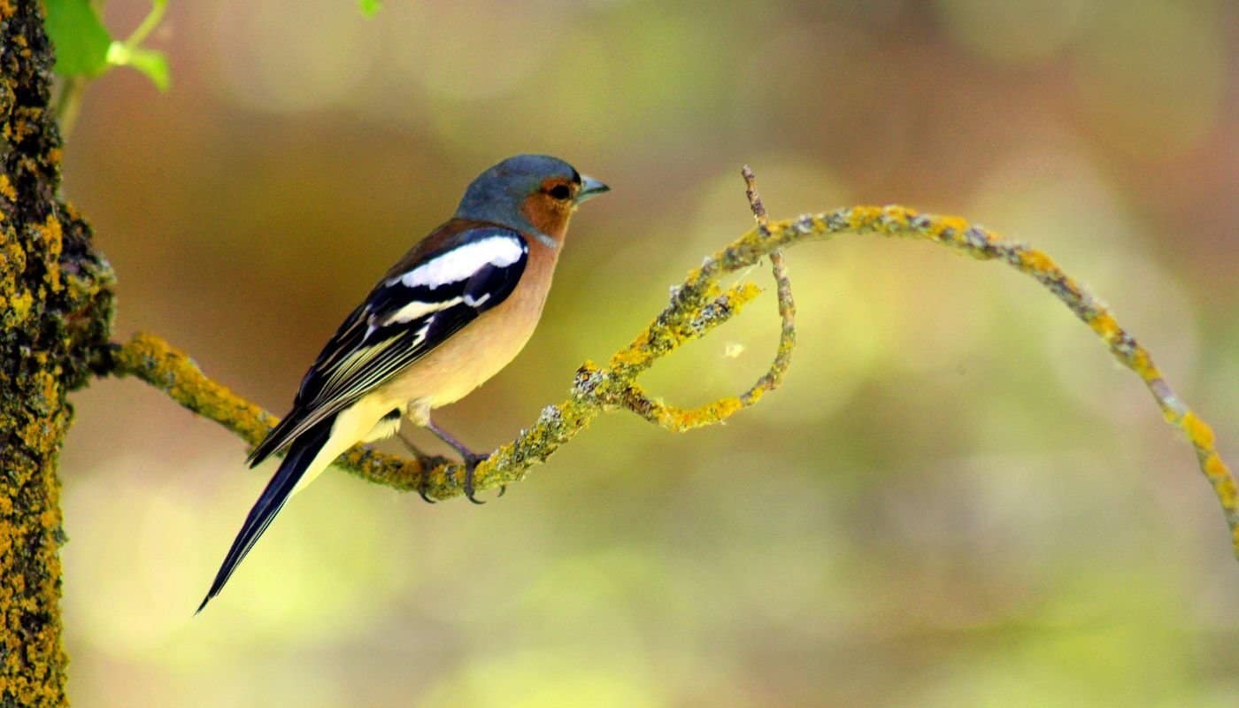 Best Bird Watching Destinations
