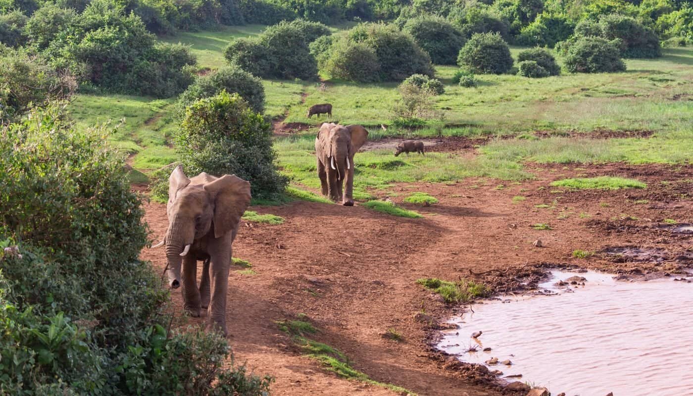 Nature parks in Kenya - Aberdare National Park