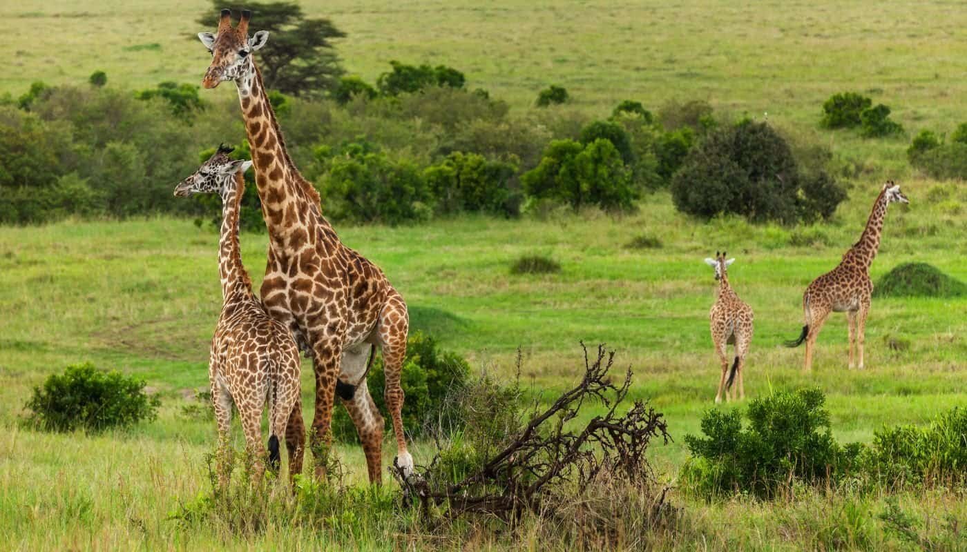 Giraffes in Maasai Mara