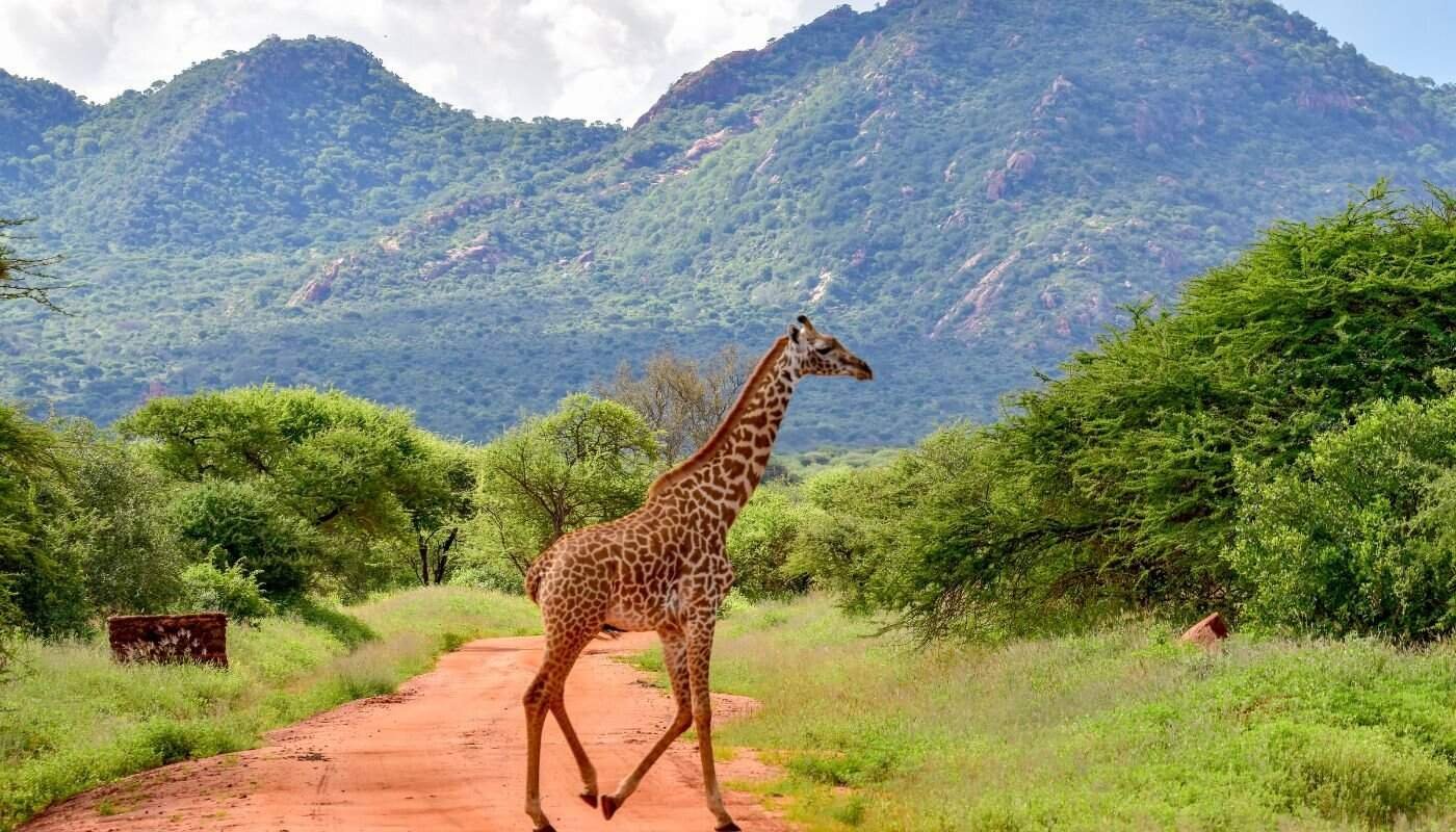 Giraffes in Tsavo East National Park