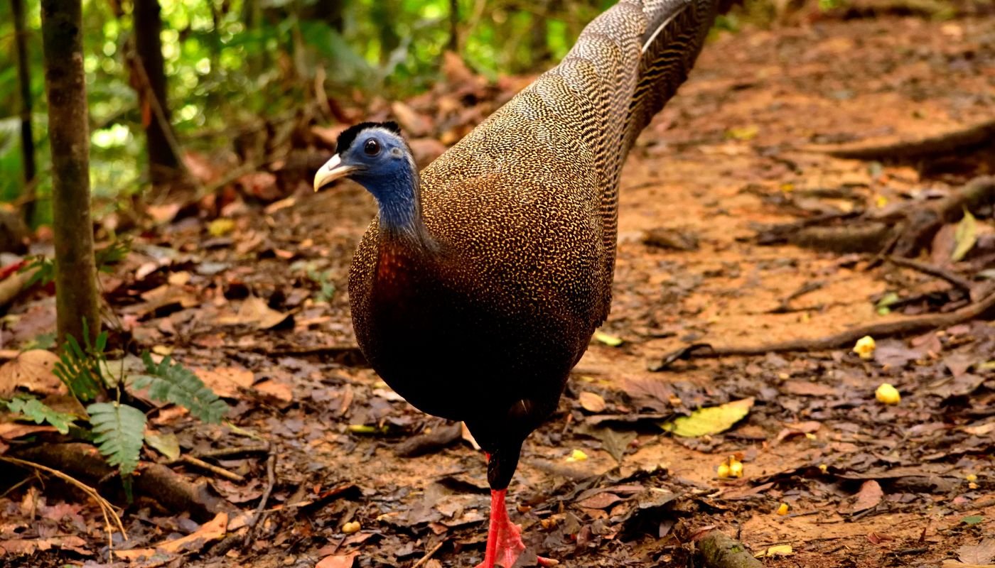 Gunung Leuser National Park - Rare Sumatran peacock