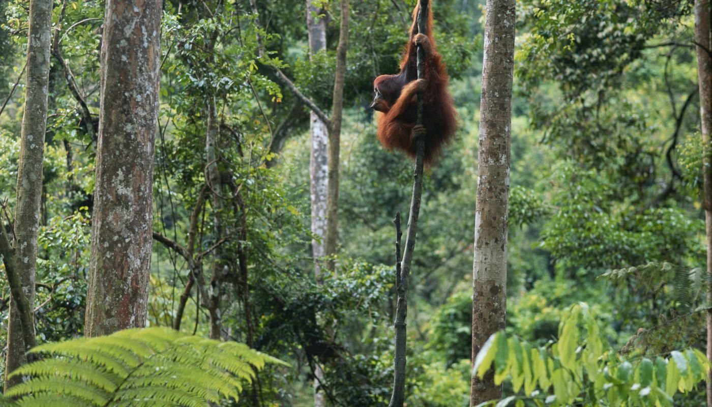 Wildlife in Gunung Leuser