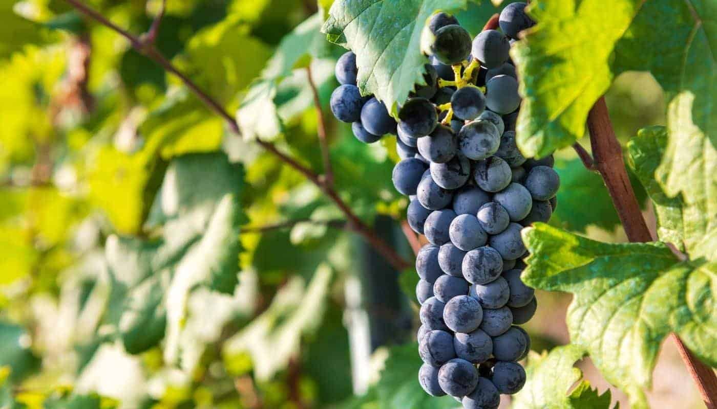 Langhe, Piedmont - Nebbiolo grapes