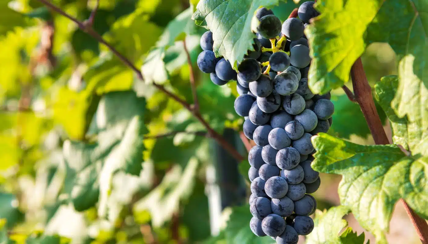 exploring enchanting langhe region — Langhe, Piedmont - Nebbiolo grapes