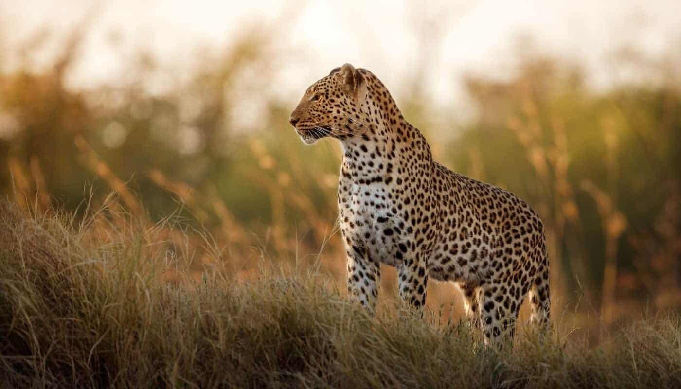 Leopard in Kenya