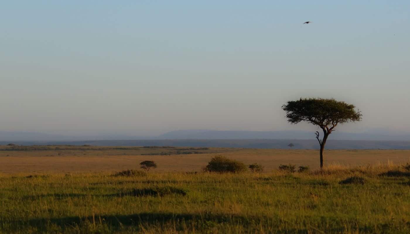Maasai Mara, Kenya