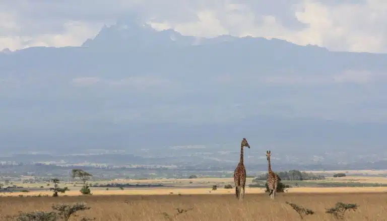 Nature parks in Kenya - Aberdare National Park