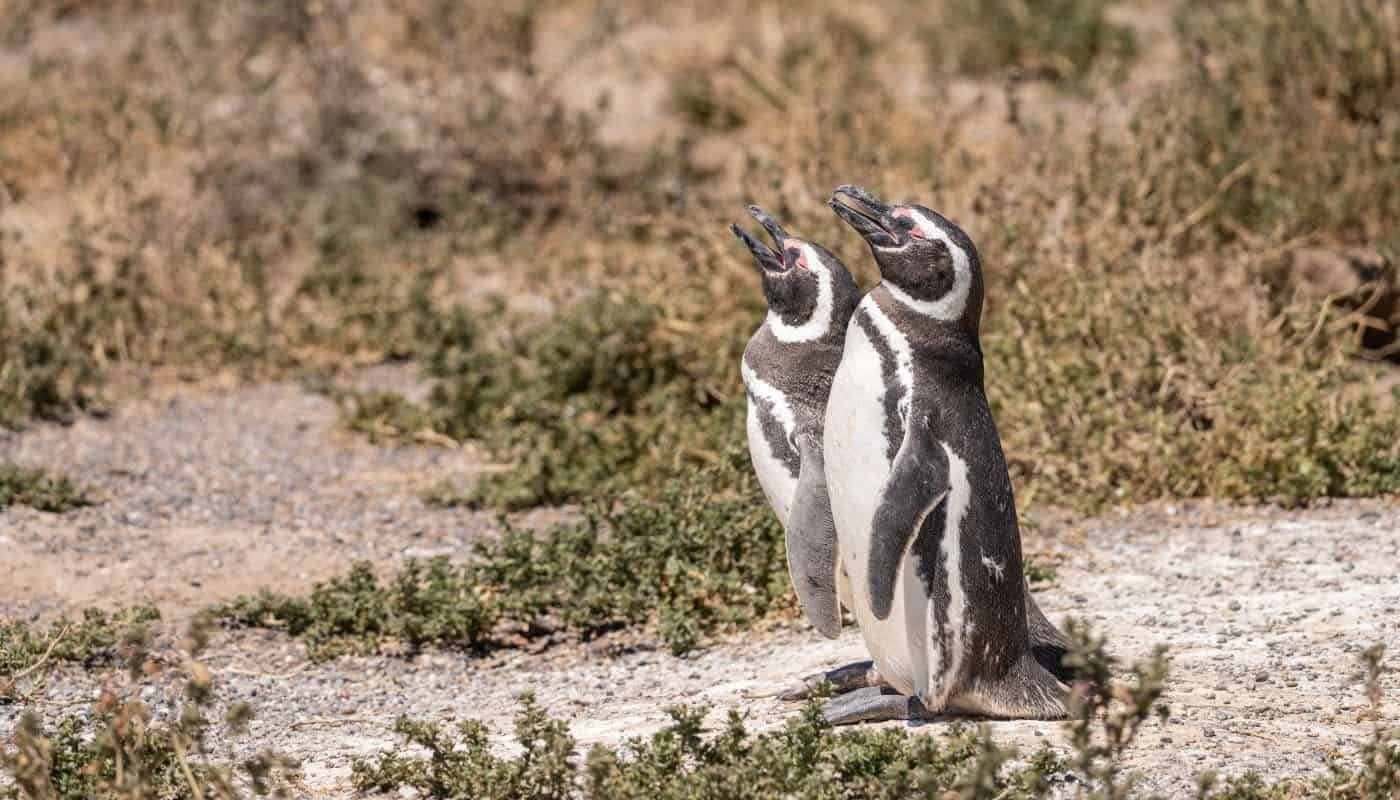 Penguins in Punta Tombo