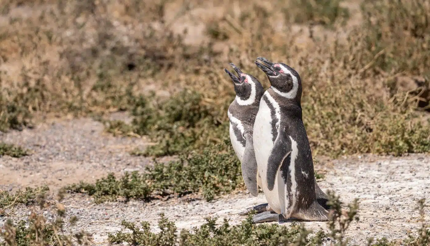 Penguins in Punta Tombo
