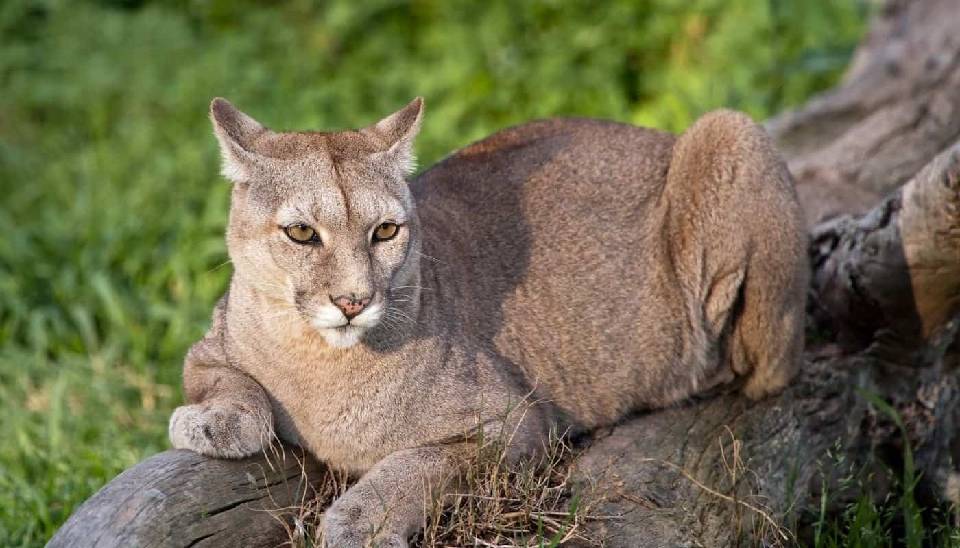 Puma in Patagonia