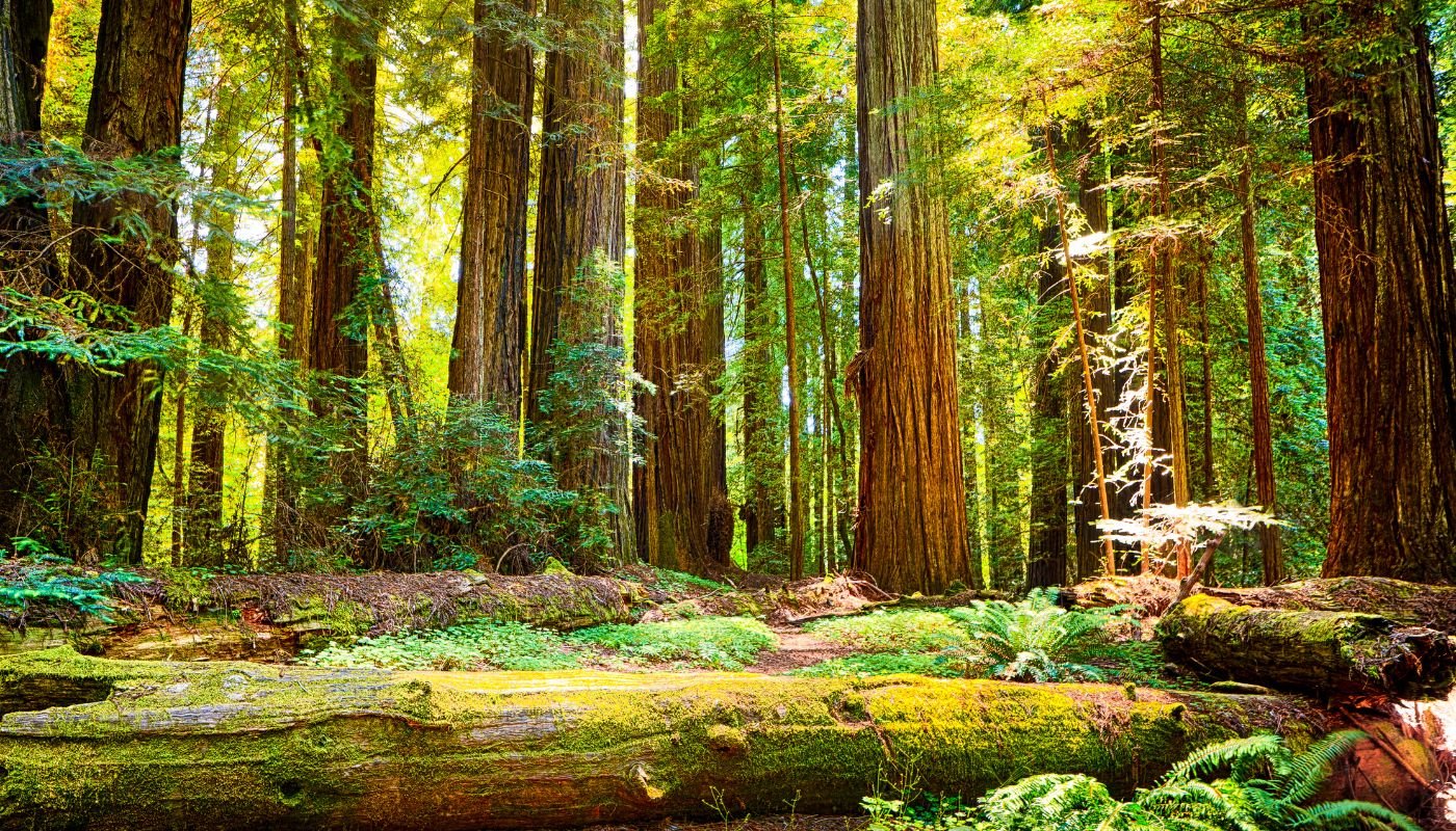 Redwood National Park