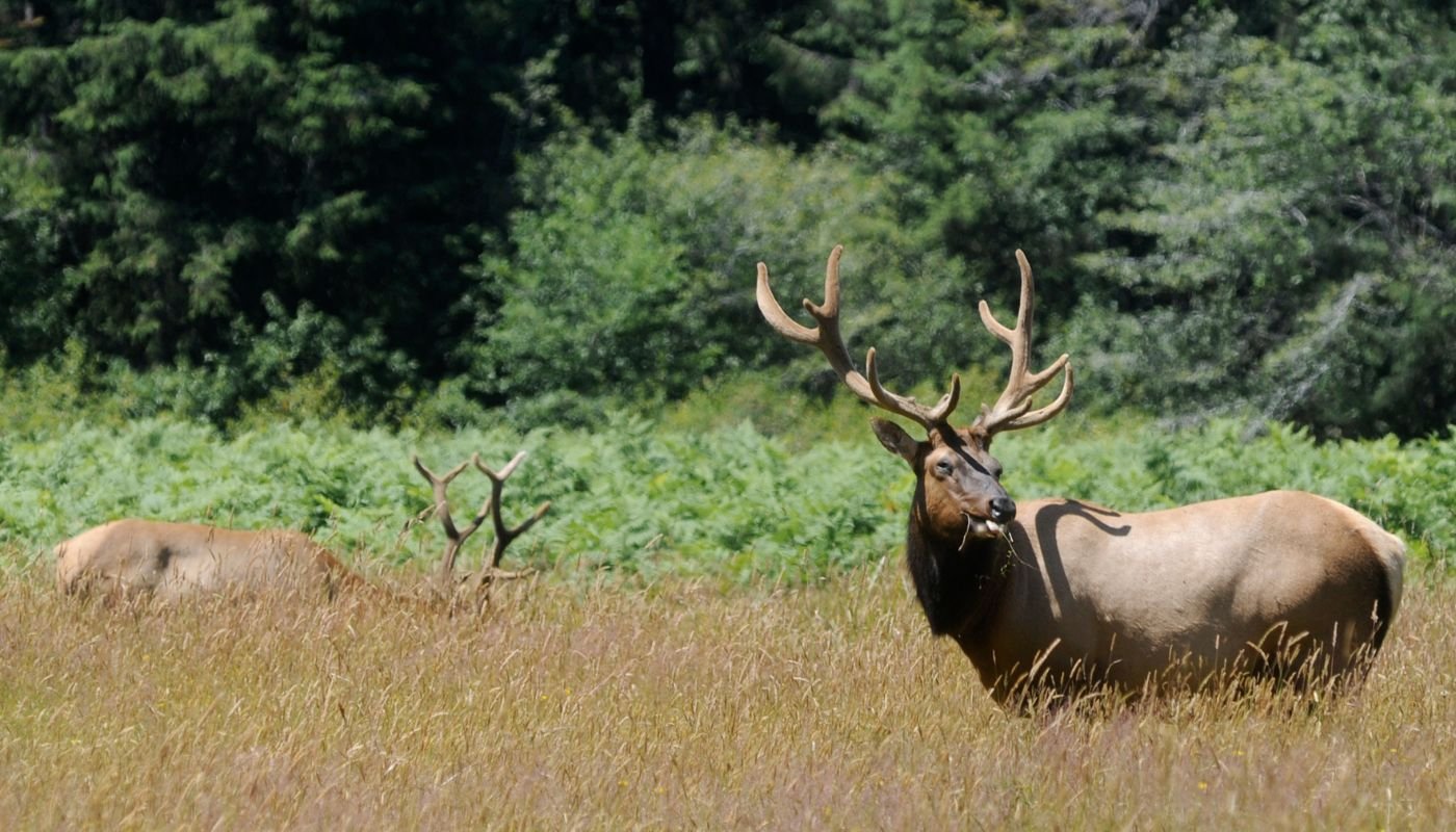 Roosevelt Elk