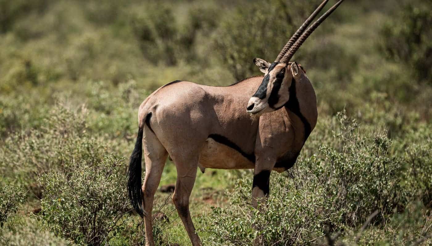 Nature parks in Kenya - Samburu Oryx