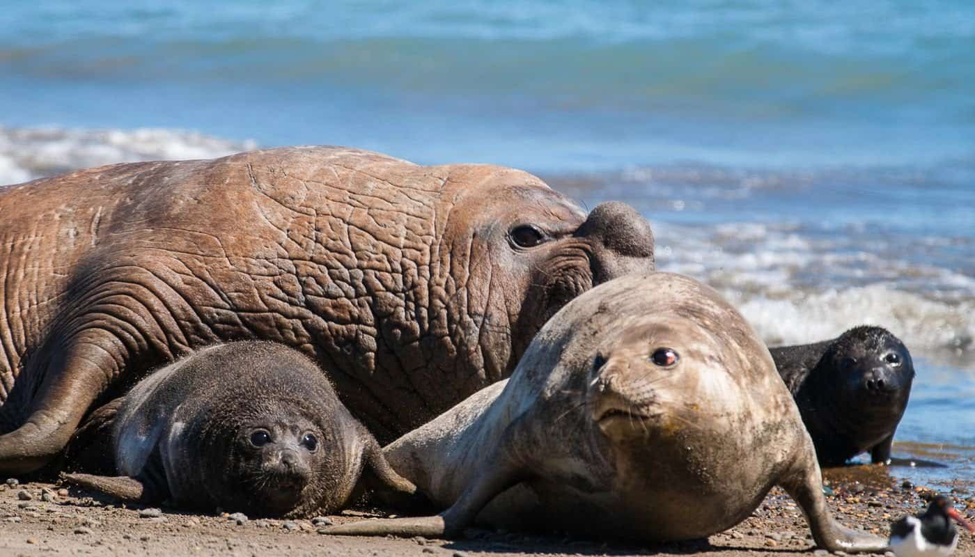 Seals at Peninsula Valdes