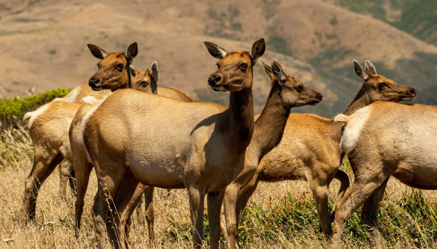 Tule Elk at Point Reyes