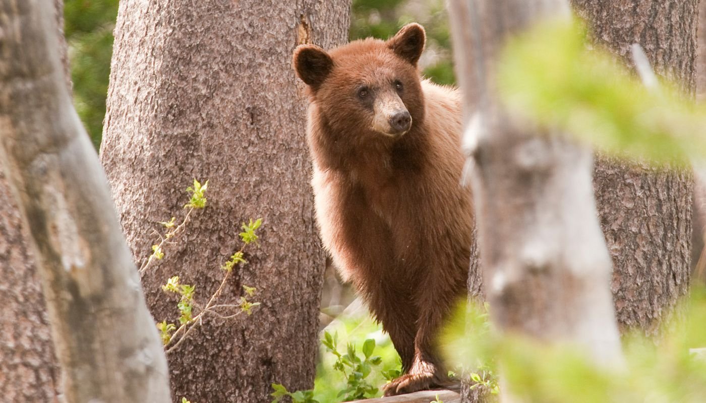 California's Best Nature Parks - Yosemite Bear