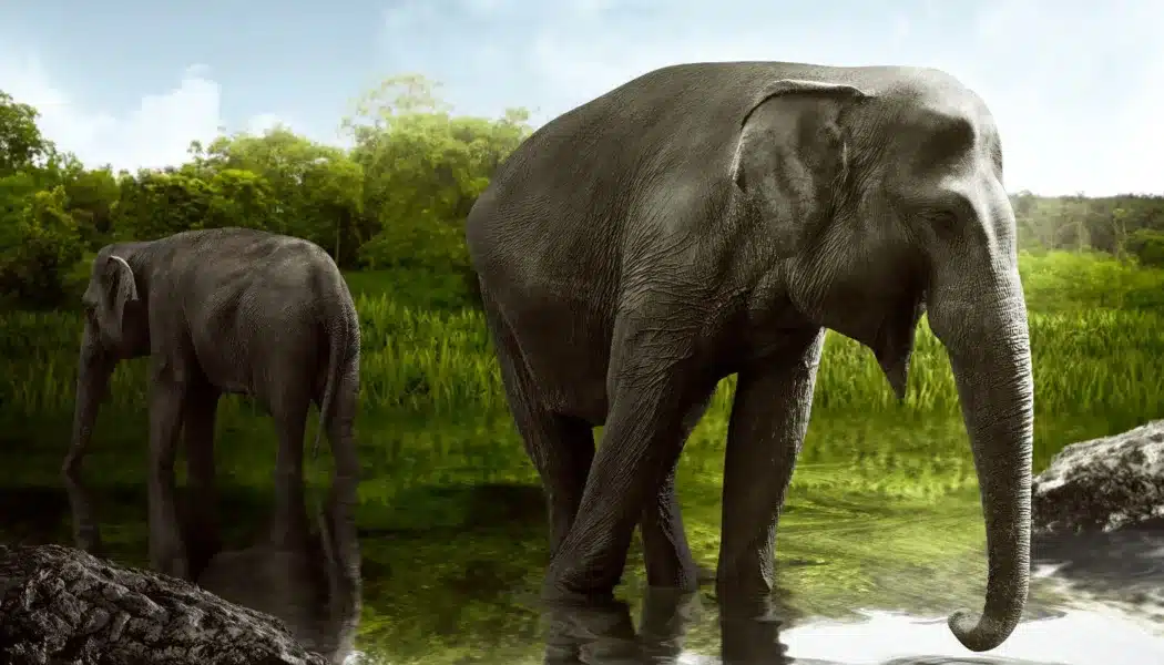 Sumatran elephant