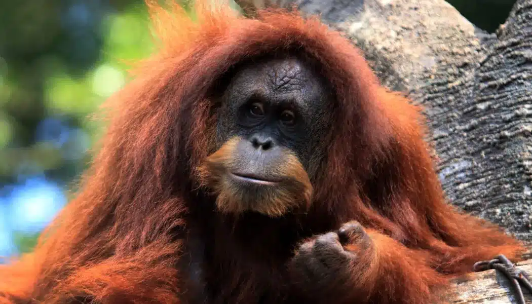 Sumatran orangutan