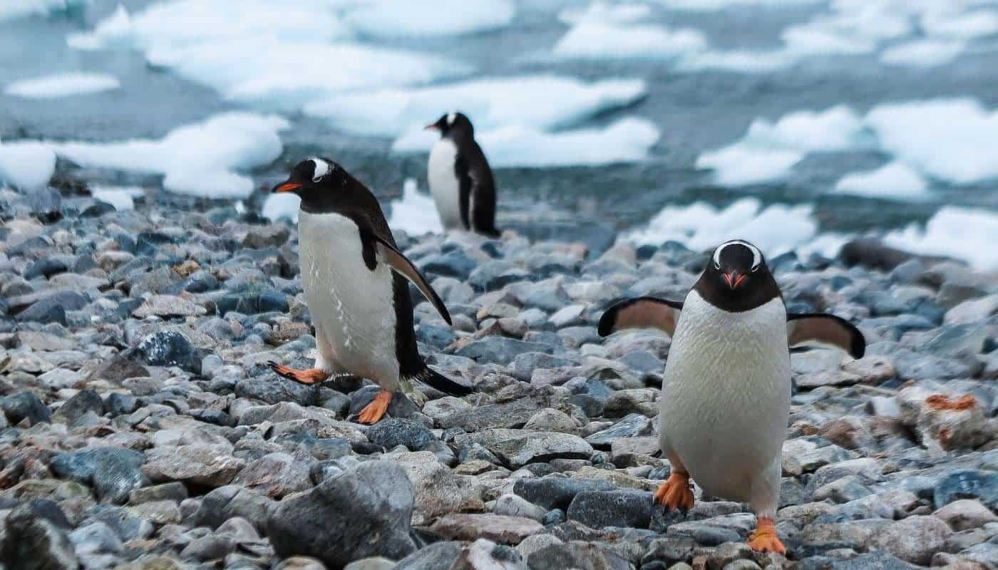 Antarctica Penguins