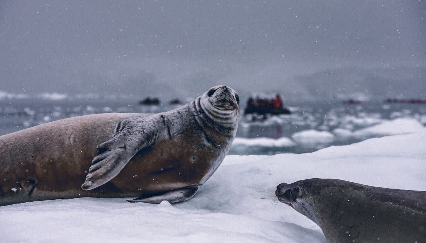 Sea lions in Antarctica
