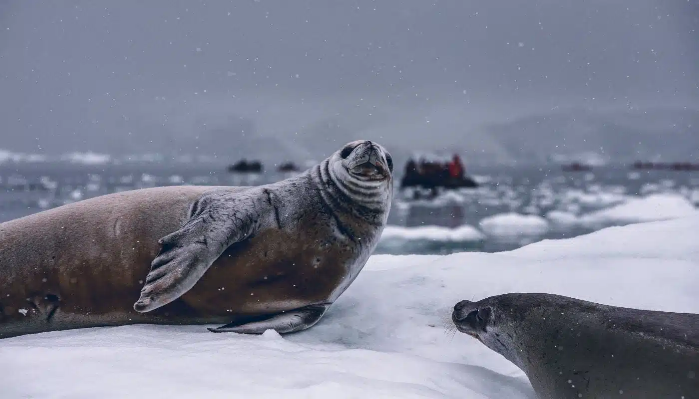 Sea lions in Antarctica
