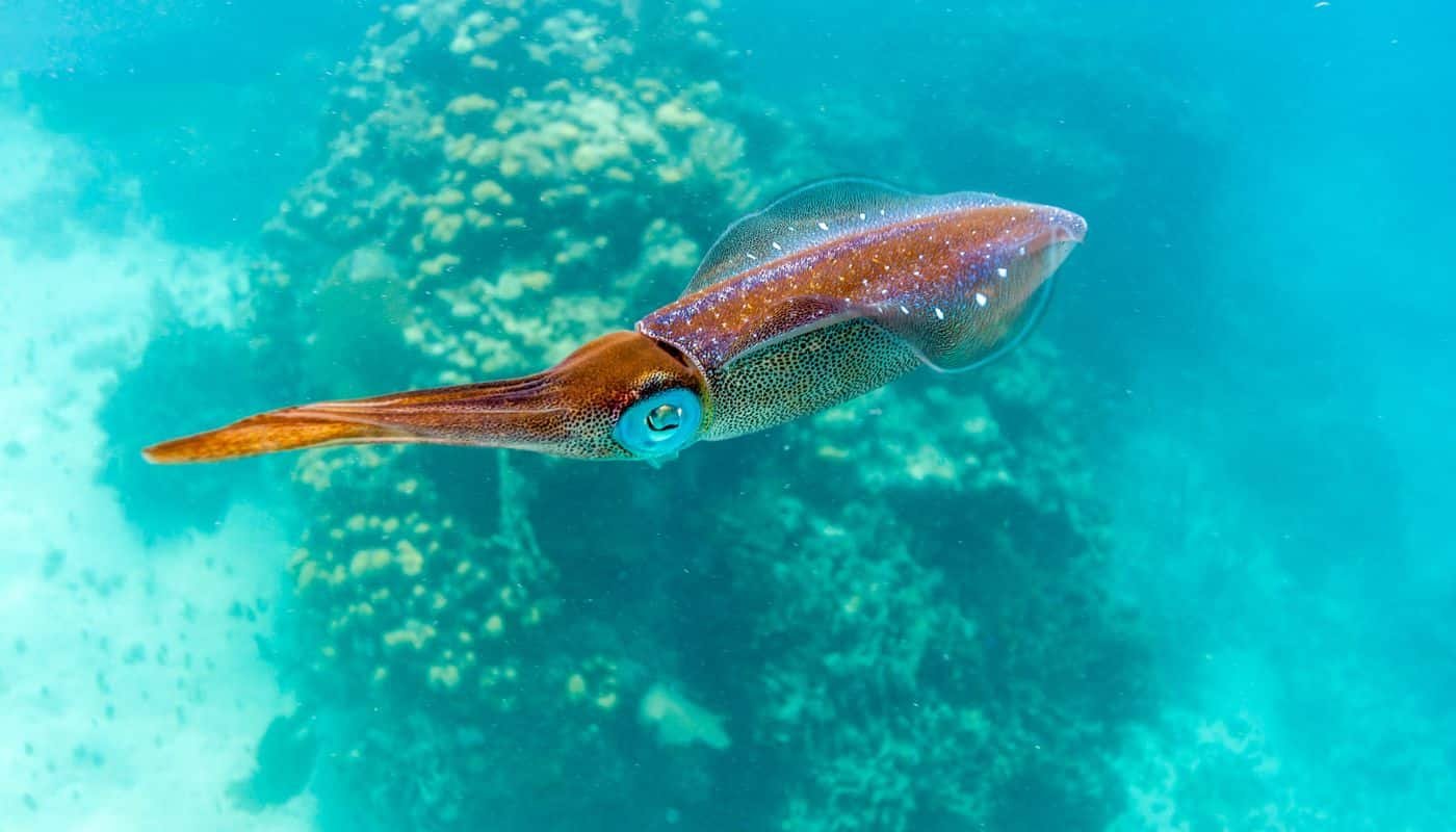 Caribbean coral reef squid