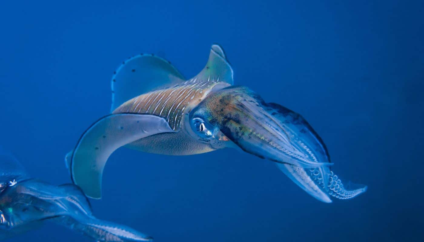 Indo-Pacific reef squid
