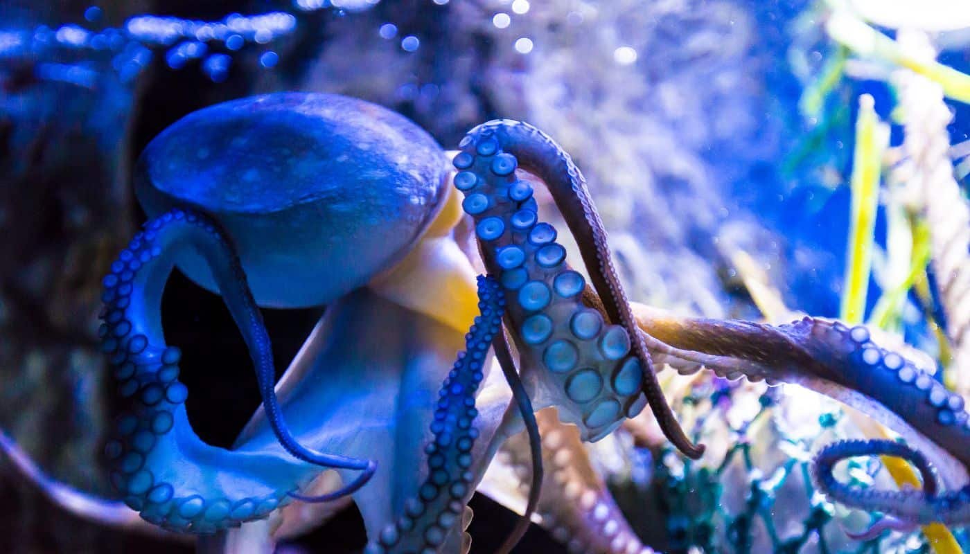Octopus vs Squid