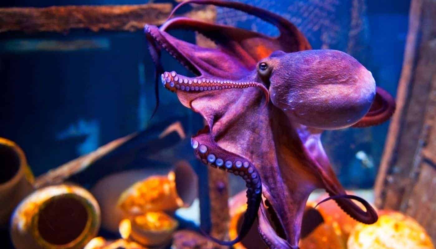 Octopus vs Squid