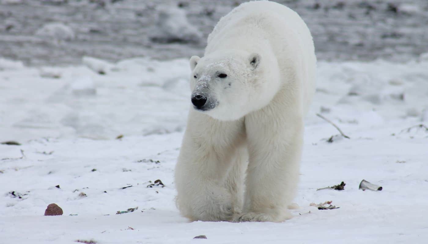 Polar Bear, The Arctic