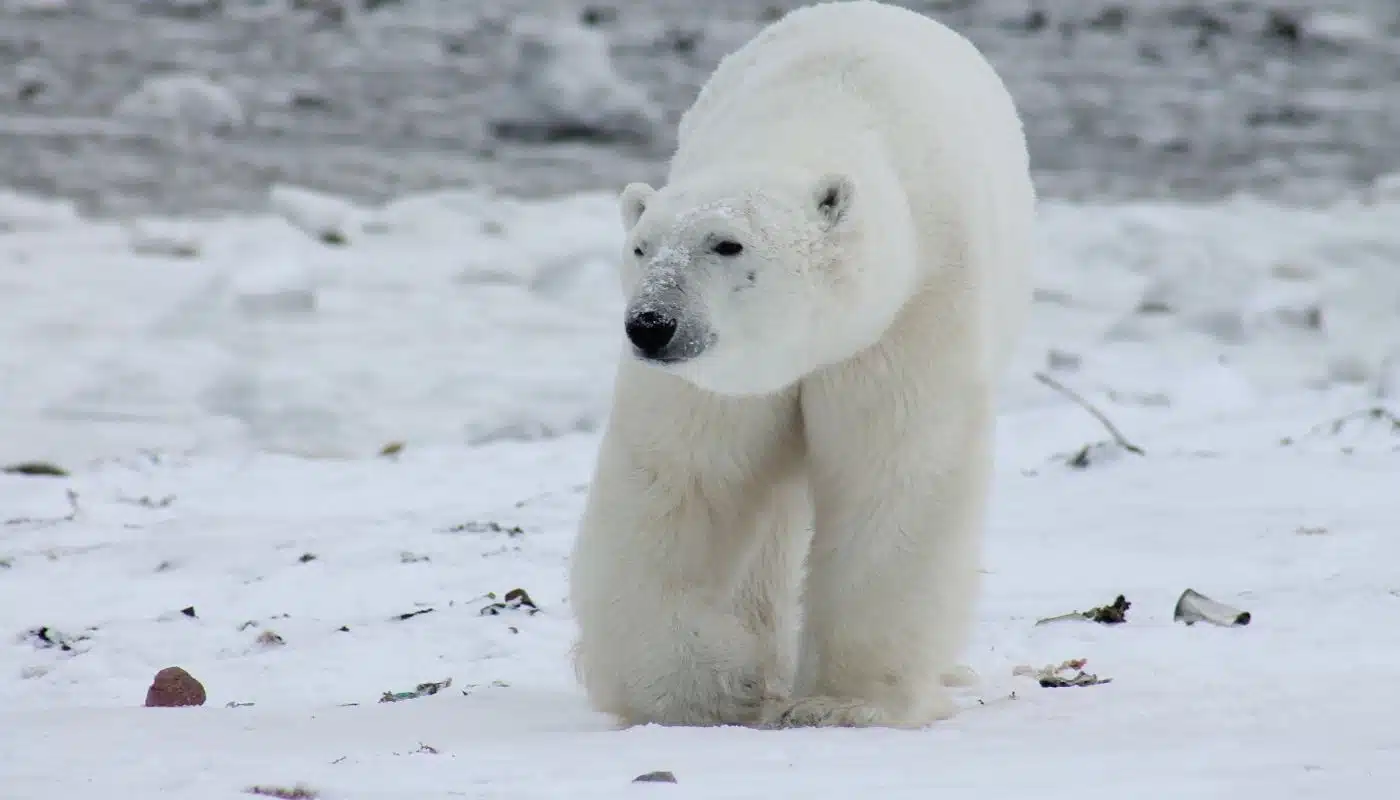 exploring arctic frontier — Polar Bear, The Arctic