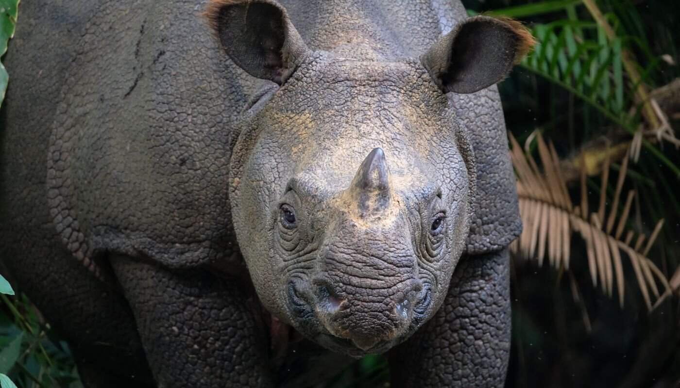 Saving our world's Rhinos - Javan Rhinoceros