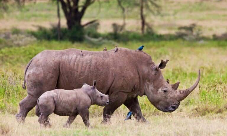 Saving our world's Rhinos