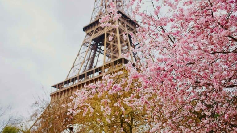 Vibrant pink cherry blossoms in front of the Eiffel Tower during springtime in Paris, France.