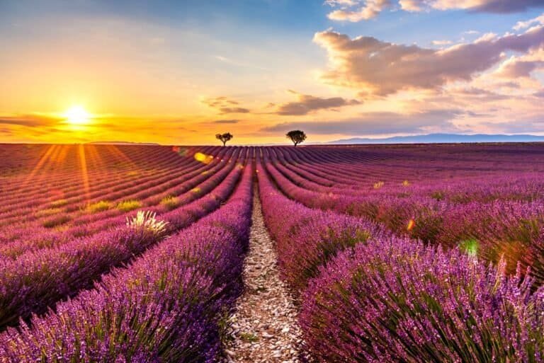 Lavender-Sunrise-at-Valensole, Provence in the south of France